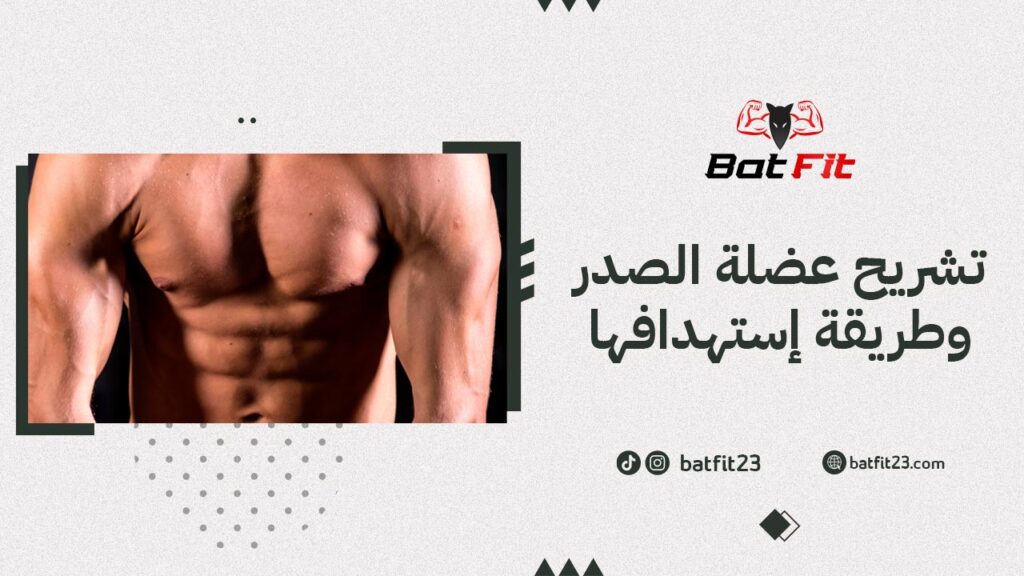 تشريح عضلة الصدر وطريقة إستهدافها