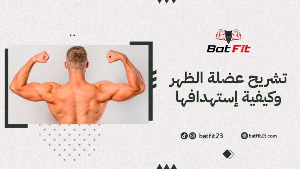 تشريح عضلة الظهر وكيفية إستهدافها