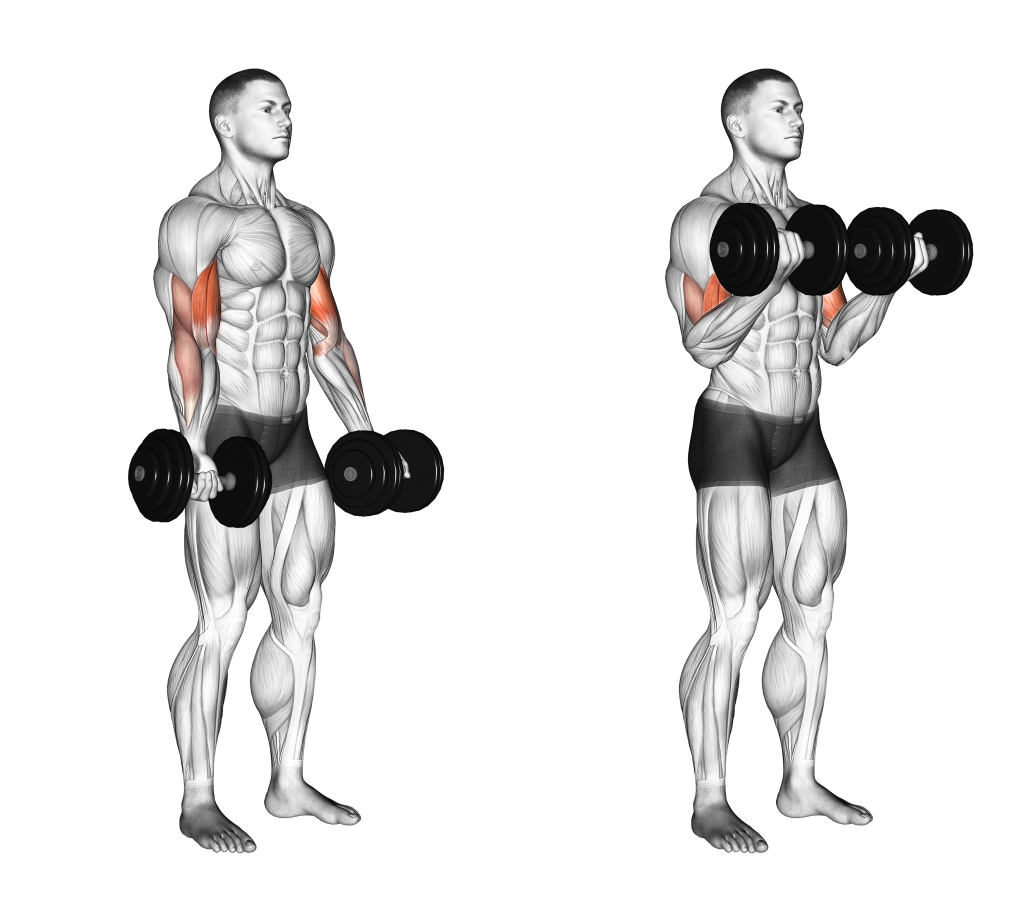 dumbbell biceps curl 1024x900 1