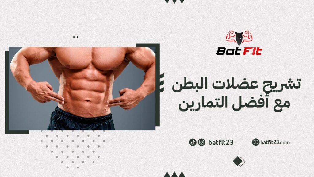 تشريح عضلات البطن مع أفضل التمارين