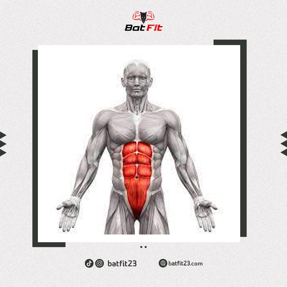تشريح عضلات البطن مع أفضل التمارين | بات فيت | BatFit