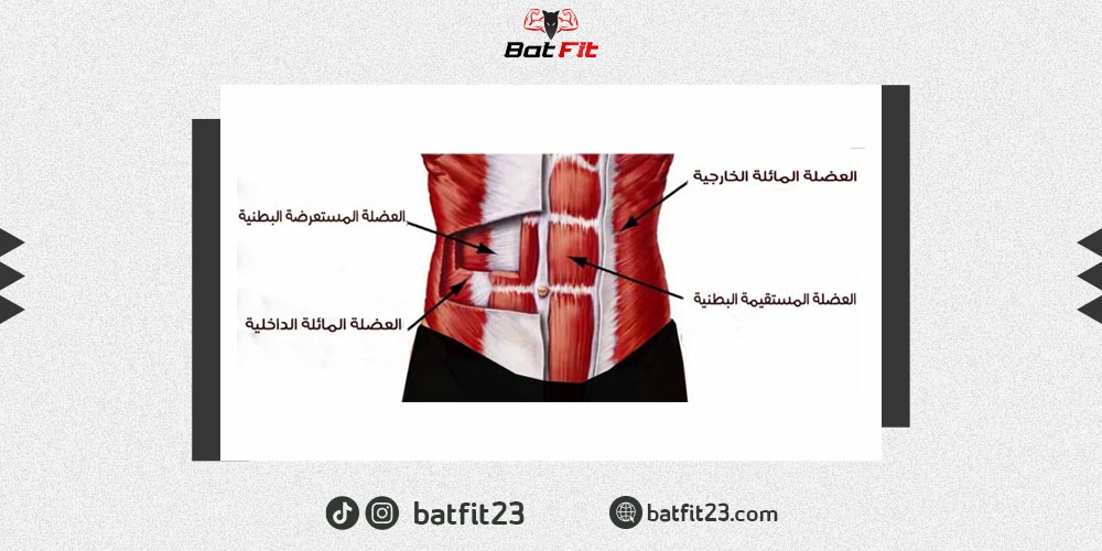 تشريح عضلات البطن مع أفضل التمارين | بات فيت | BatFit